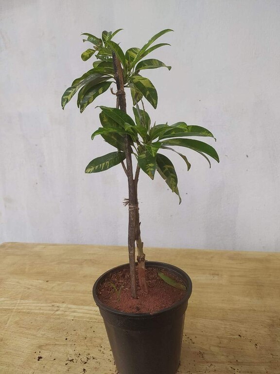 Rare Chikoo Variegated (Grafted) - Fruit Plants